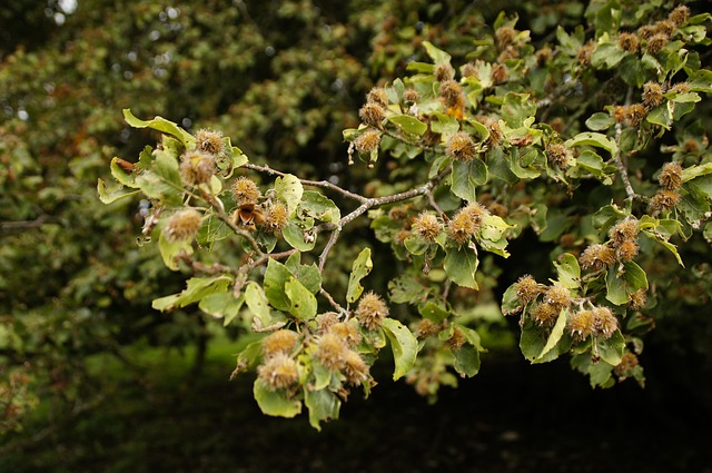 beech nuts