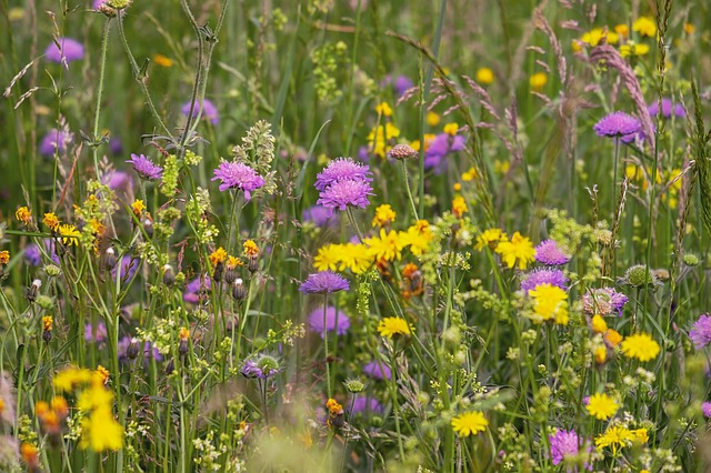 dandelions in long grass next to pink flowers