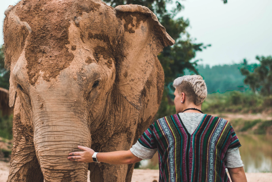 Female tourist touching an elephant's trunk