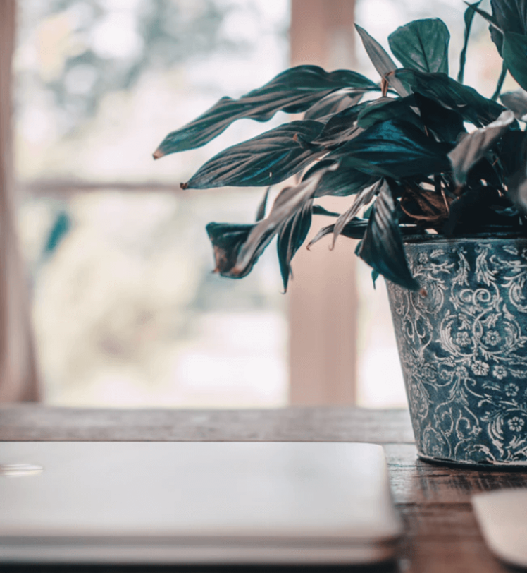 house plant in patterned pot on a wooden table next to a laptop