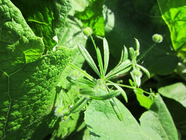 close up image of goosegrass.